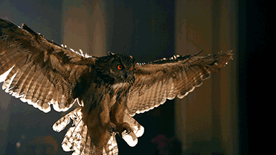 Image of a flying owl